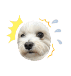 最高に可愛い愛犬スタンプ（個別スタンプ：14）