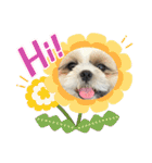 最高に可愛い愛犬スタンプ（個別スタンプ：17）