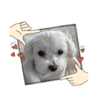 最高に可愛い愛犬スタンプ（個別スタンプ：18）