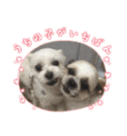 最高に可愛い愛犬スタンプ（個別スタンプ：20）