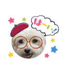 最高に可愛い愛犬スタンプ（個別スタンプ：21）