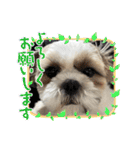 最高に可愛い愛犬スタンプ（個別スタンプ：22）