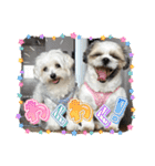 最高に可愛い愛犬スタンプ（個別スタンプ：25）