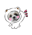 最高に可愛い愛犬スタンプ（個別スタンプ：26）