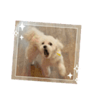 最高に可愛い愛犬スタンプ（個別スタンプ：27）