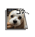 最高に可愛い愛犬スタンプ（個別スタンプ：33）