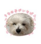 最高に可愛い愛犬スタンプ（個別スタンプ：36）