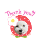 最高に可愛い愛犬スタンプ（個別スタンプ：37）