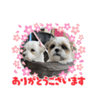 最高に可愛い愛犬スタンプ（個別スタンプ：40）