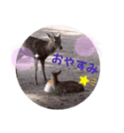 奈良の鹿さん★スタンプ（個別スタンプ：8）