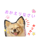 ナナちゃんスタンプ【よく使うワンコ②】（個別スタンプ：5）