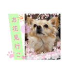 ナナちゃんスタンプ【よく使うワンコ②】（個別スタンプ：6）