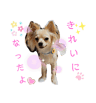 ナナちゃんスタンプ【よく使うワンコ②】（個別スタンプ：11）