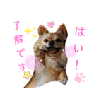 ナナちゃんスタンプ【よく使うワンコ②】（個別スタンプ：15）