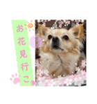 ナナコ©のスタンプ②（個別スタンプ：6）