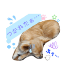 ナナコ©のスタンプ②（個別スタンプ：15）