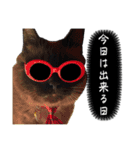 猫と俺スタンプ（個別スタンプ：1）