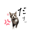 猫と俺スタンプ（個別スタンプ：2）