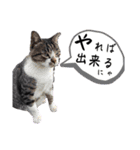 猫と俺スタンプ（個別スタンプ：4）