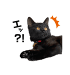猫と俺スタンプ（個別スタンプ：9）