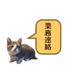 猫と俺スタンプ（個別スタンプ：10）