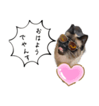 猫と俺スタンプ（個別スタンプ：13）