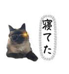 猫と俺スタンプ（個別スタンプ：14）