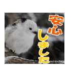 サロベツ原野のどうぶつ・野鳥（個別スタンプ：1）