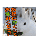 サロベツ原野のどうぶつ・野鳥（個別スタンプ：2）