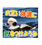 サロベツ原野のどうぶつ・野鳥（個別スタンプ：3）