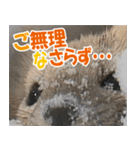 サロベツ原野のどうぶつ・野鳥（個別スタンプ：4）