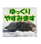 サロベツ原野のどうぶつ・野鳥（個別スタンプ：5）