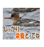 サロベツ原野のどうぶつ・野鳥（個別スタンプ：6）