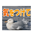 サロベツ原野のどうぶつ・野鳥（個別スタンプ：7）