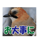 サロベツ原野のどうぶつ・野鳥（個別スタンプ：9）
