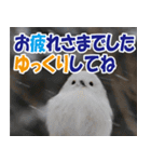 サロベツ原野のどうぶつ・野鳥（個別スタンプ：10）