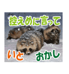 サロベツ原野のどうぶつ・野鳥（個別スタンプ：11）