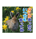 サロベツ原野のどうぶつ・野鳥（個別スタンプ：12）