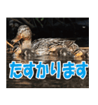 サロベツ原野のどうぶつ・野鳥（個別スタンプ：13）