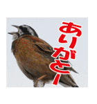 サロベツ原野のどうぶつ・野鳥（個別スタンプ：14）