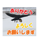 サロベツ原野のどうぶつ・野鳥（個別スタンプ：15）