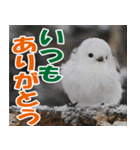 サロベツ原野のどうぶつ・野鳥（個別スタンプ：16）
