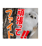 サロベツ原野のどうぶつ・野鳥（個別スタンプ：17）