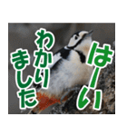 サロベツ原野のどうぶつ・野鳥（個別スタンプ：18）
