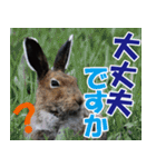 サロベツ原野のどうぶつ・野鳥（個別スタンプ：19）