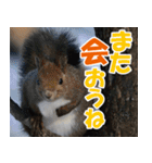 サロベツ原野のどうぶつ・野鳥（個別スタンプ：20）