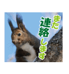 サロベツ原野のどうぶつ・野鳥（個別スタンプ：21）
