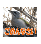 サロベツ原野のどうぶつ・野鳥（個別スタンプ：22）