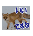 サロベツ原野のどうぶつ・野鳥（個別スタンプ：23）