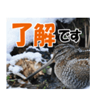 サロベツ原野のどうぶつ・野鳥（個別スタンプ：24）